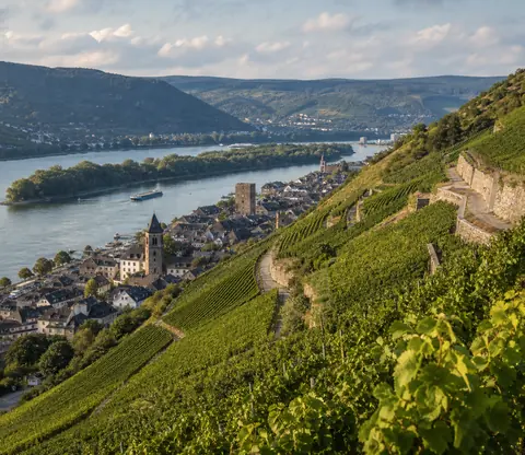Vineyard-covered slopes near Rüdesheim